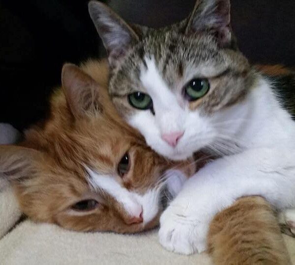 Two cats cuddling. One cat is orange and white and the other cat is white and grey. Both cats have green eyes