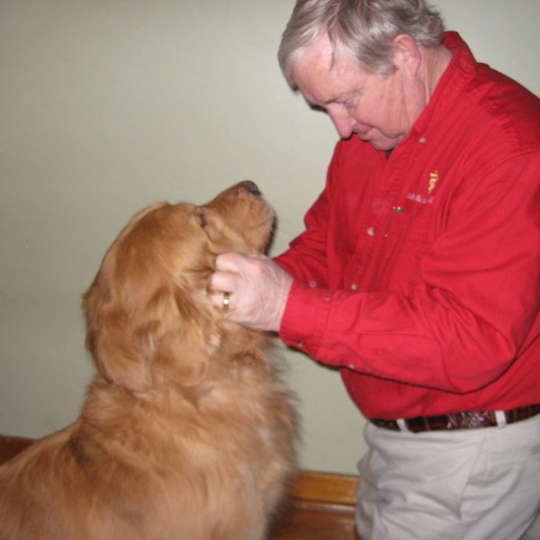 One of the vets checking out a golden retriever