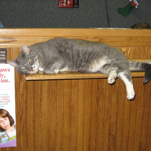 A sleepy white and grey cat named Bubba on the office reception desk