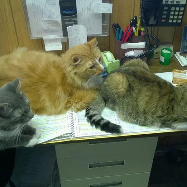 Three cats laying down on an office desk