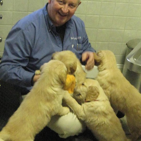 A veterinarian playing with a bunch of yellow labrador puppies