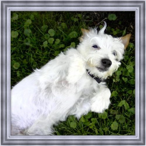 A small white dog that has passed named Squanto laying down in the grass