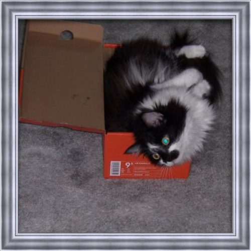 A fluffy white and black cat that has passed named Stewie laying down in a box