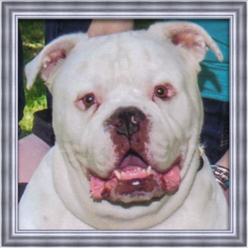 A large white English Bulldog that has passed named Mr.Beefy