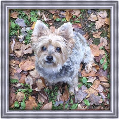 A silver Yorkshire terrier who has passed named Zoey. Zoey is sitting in leaves