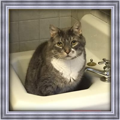 A grey, and white cat that has passed named Bubba in a bathroom sink